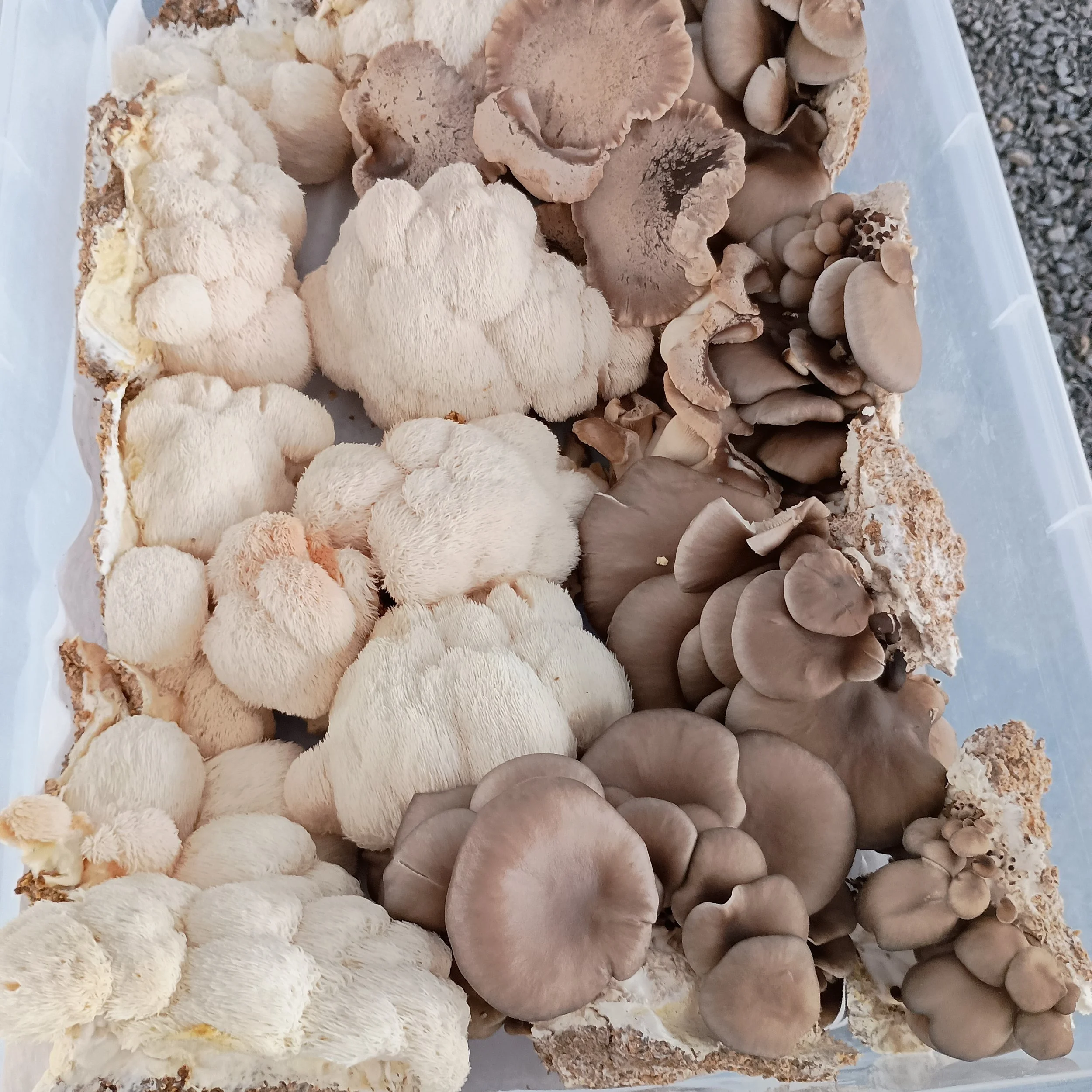 MixedMushrooms