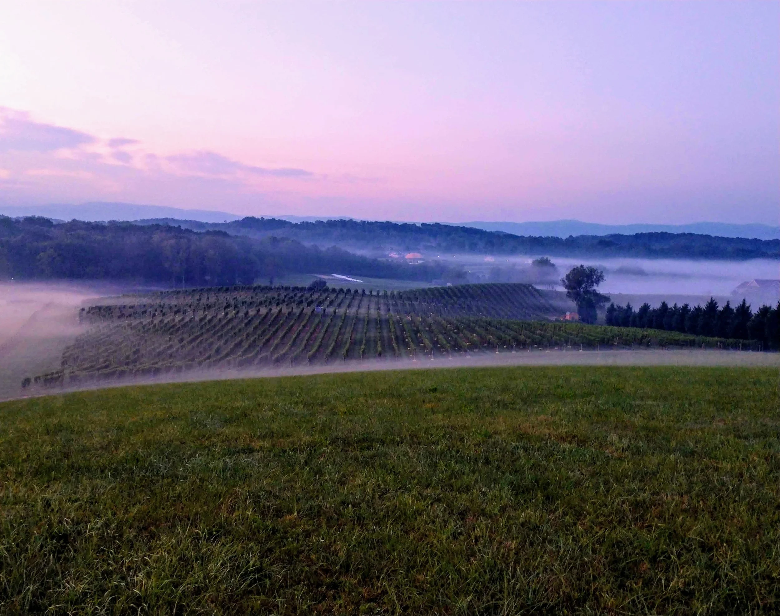 Nicewonder+Vineyard+hill